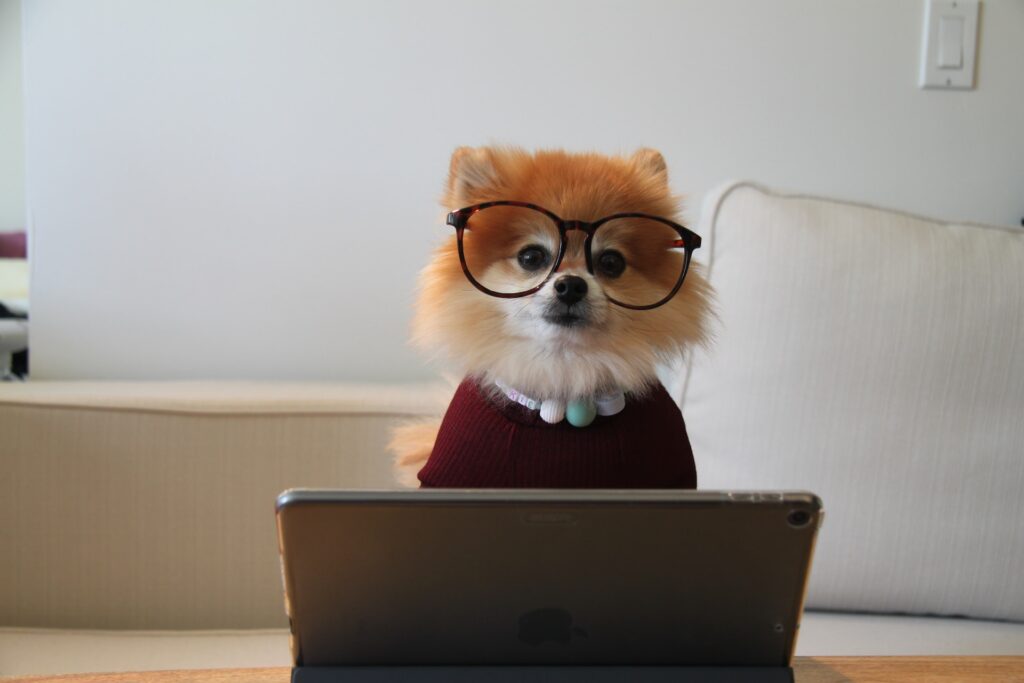 A cute dog with glasses using a browser on an iPad